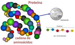 cadena de proteina